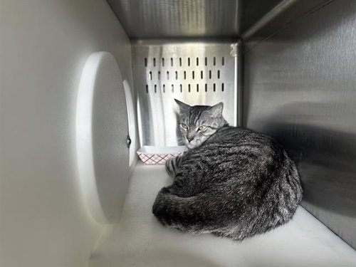 picture of the cat needing adoption