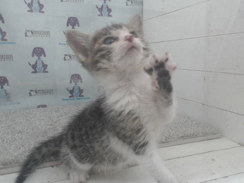 A595487, Baby Domestic Short Hair (short coat), cat for adoption in Lakeland, Florida