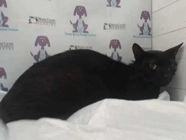 Hecate - Domestic Short Hair