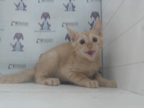 *ED