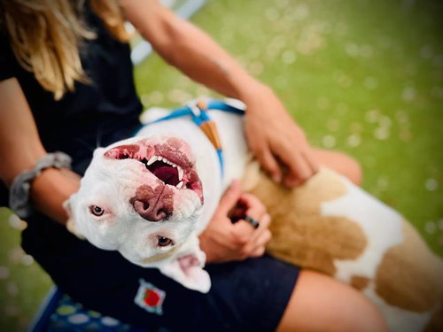 SNOW, an adoptable Pit Bull Terrier in Orlando, FL