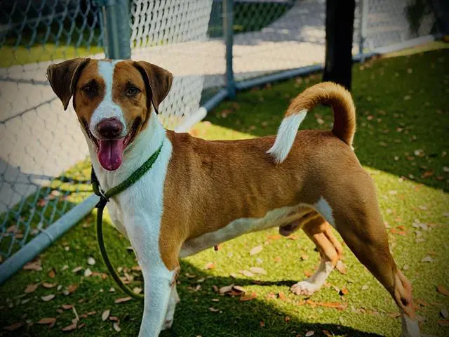 Neville - American Foxhound