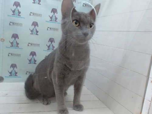 SMOKIE