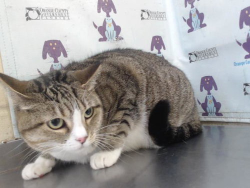 PRECIOUS, Adult Domestic Short Hair (short coat), cat for adoption in St. Cloud, Florida