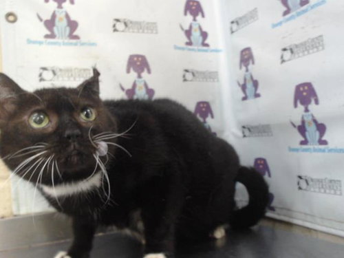 BABY GIRL, Senior Domestic Short Hair (medium coat), cat for adoption in St. Cloud, Florida