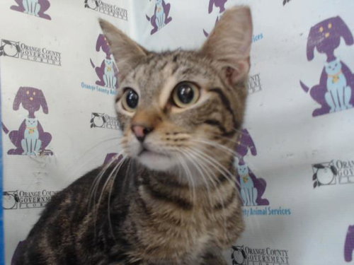 TIGGER TIGGER, Adult Domestic Short Hair (short coat), cat for adoption in St. Cloud, Florida