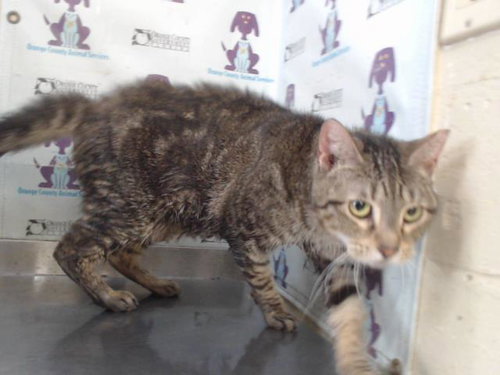 TIGERESS, Adult Domestic Short Hair (short coat), cat for adoption in St. Cloud, Florida
