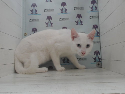 SNOWBALL, Adult Domestic Short Hair (short coat), cat for adoption in St. Cloud, Florida