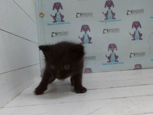 *PENUMBRA, Baby Domestic Short Hair (short coat), cat for adoption in St. Cloud, Florida