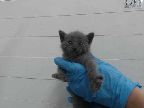 *SQUIRTLE, Baby Domestic Short Hair (short coat), cat for adoption in St. Cloud, Florida