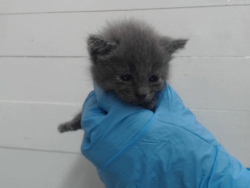 *BULBASAUR, Baby Domestic Short Hair (short coat), cat for adoption in St. Cloud, Florida