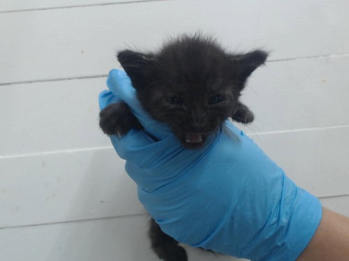 *CHARMANDER, Baby Domestic Short Hair (short coat), cat for adoption in St. Cloud, Florida