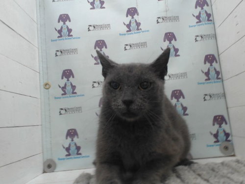 *ASH, Young Domestic Short Hair (short coat), cat for adoption in Orlando, Florida