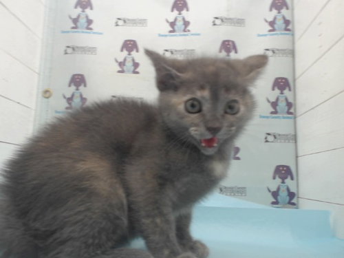 SUSHI, Baby Domestic Short Hair (short coat), cat for adoption in Orlando, Florida