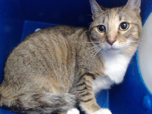 ANGEL, Adult Domestic Short Hair (short coat), cat for adoption in Orlando, Florida