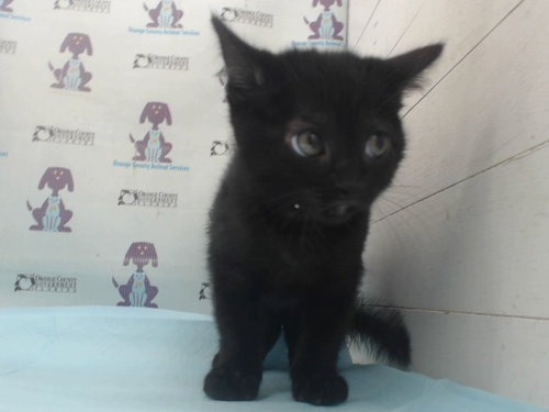 BERLIOZ, Baby Domestic Short Hair (short coat), cat for adoption in Orlando, Florida