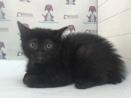 PERCY, Baby Domestic Short Hair (short coat), cat for adoption in Orlando, Florida