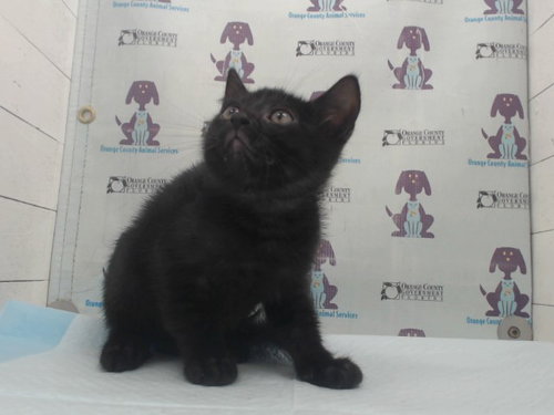 POSEIDON, Baby Domestic Short Hair (short coat), cat for adoption in Orlando, Florida
