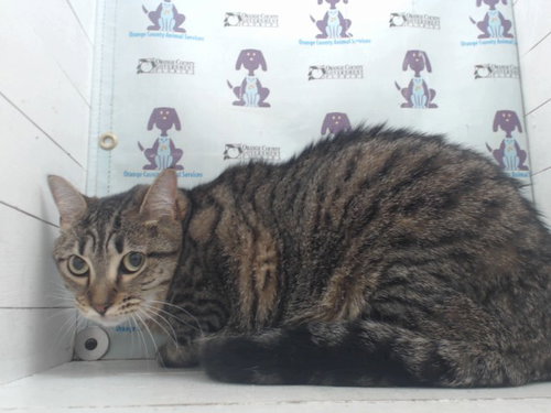 TALLY, Adult Domestic Short Hair (short coat), cat for adoption in Orlando, Florida