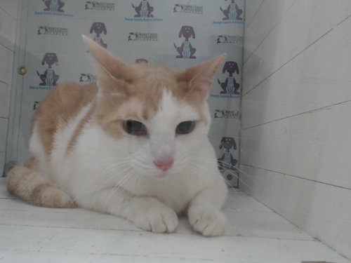 TAZ, Adult Domestic Short Hair (short coat), cat for adoption in Orlando, Florida