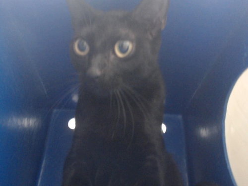HECATE, Adult Domestic Short Hair (short coat), cat for adoption in Orlando, Florida