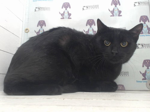 YIN, Young Domestic Short Hair (short coat), cat for adoption in Orlando, Florida