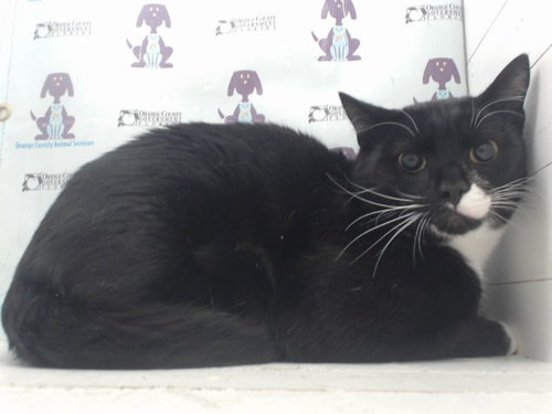 YANG, Young Domestic Short Hair (short coat), cat for adoption in Orlando, Florida