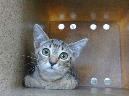 OMEGA, Baby Domestic Short Hair (short coat), cat for adoption in Orlando, Florida
