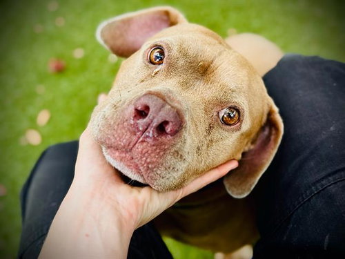 *BAMBI, an adoptable Pit Bull Terrier in Orlando, FL