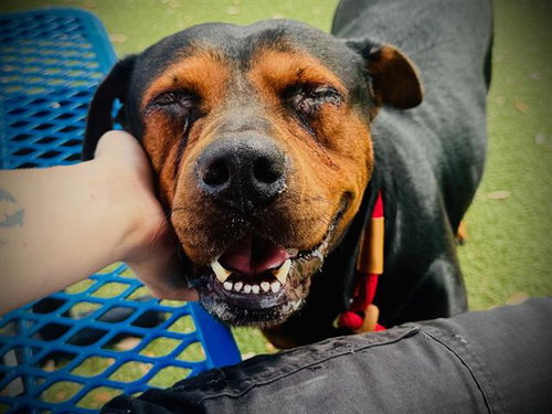 TEETEE, an adoptable Pit Bull Terrier in Orlando, FL