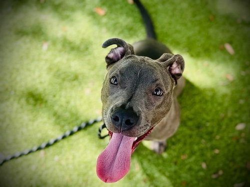 *KATIE, an adoptable American Staffordshire Terrier in Orlando, FL