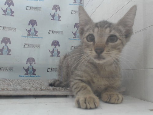 A599663, an adoptable Domestic Short Hair in Orlando, FL