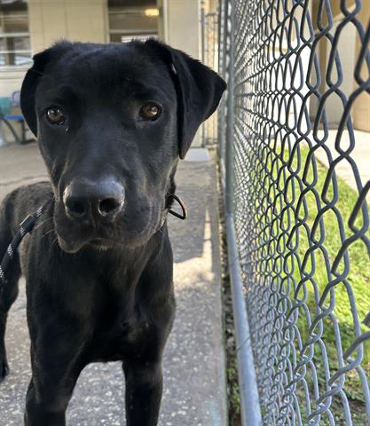 BOY, an adoptable Cane Corso Mastiff in Orlando, FL