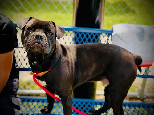 SCRAPPY, an adoptable Pug in Orlando, FL