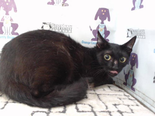 *CLARA, an adoptable Domestic Short Hair in Orlando, FL