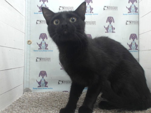 *RED, an adoptable Domestic Short Hair in Orlando, FL