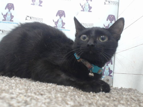 *JUSTICE, an adoptable Domestic Short Hair in Orlando, FL