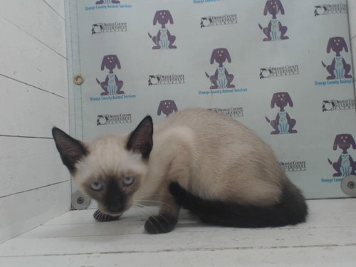 LAITH, an adoptable Siamese in Orlando, FL