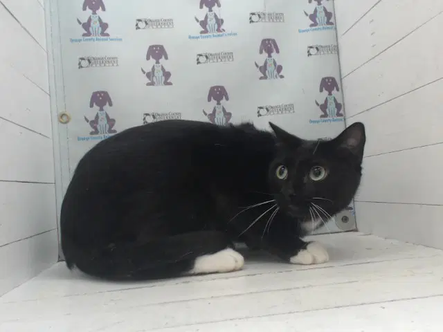 Black Shadow - Domestic Short Hair