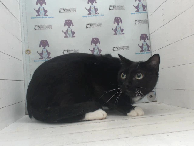 Black Shadow