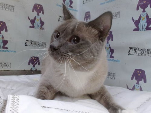 Purr Baby