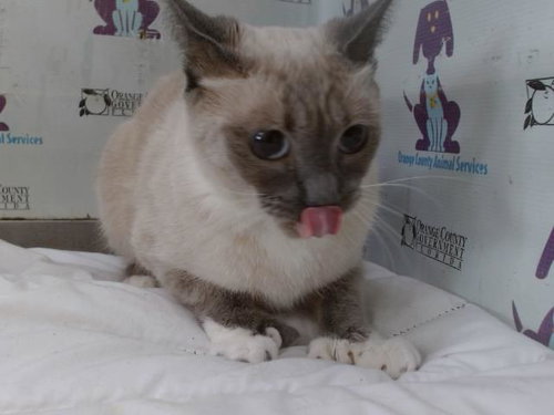 Little Mae