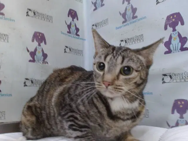 Spice - Domestic Short Hair