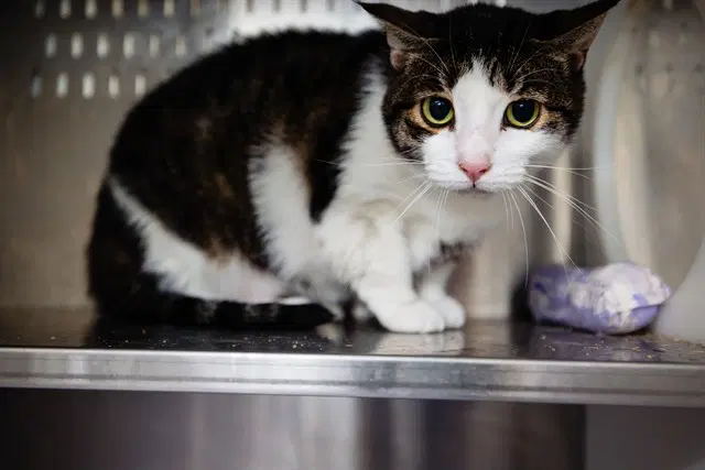 Crispeta - Domestic Short Hair