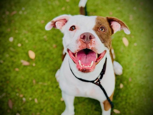 picture of the dog needing adoption