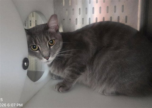 *Dish Washer