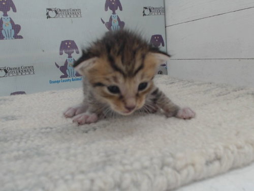 Tigger