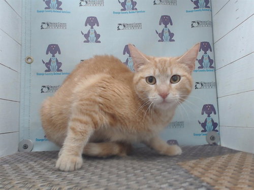 Sarabi