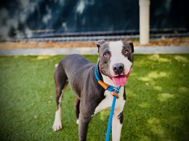 Rex - Pit Bull Terrier