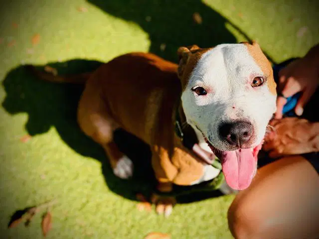 Rip - Pit Bull Terrier